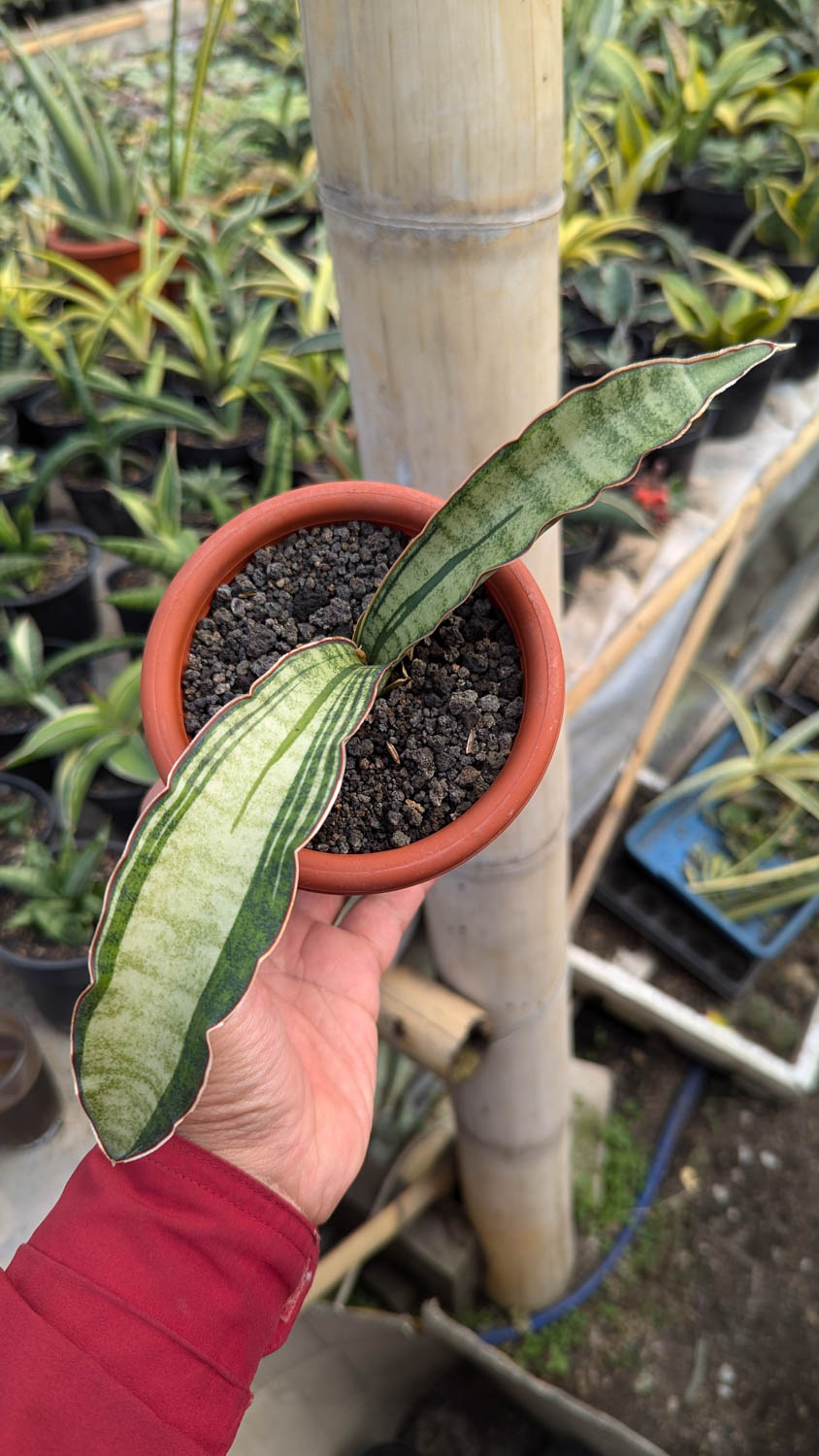 1085. Sansevieria Malawi Bat White Variegated - Image 4