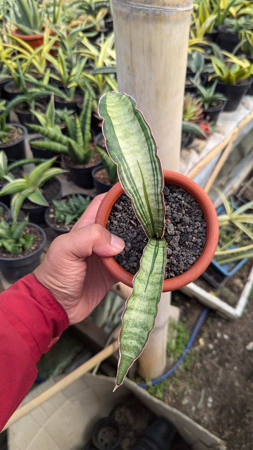 1085. Sansevieria Malawi Bat White Variegated - Image 22