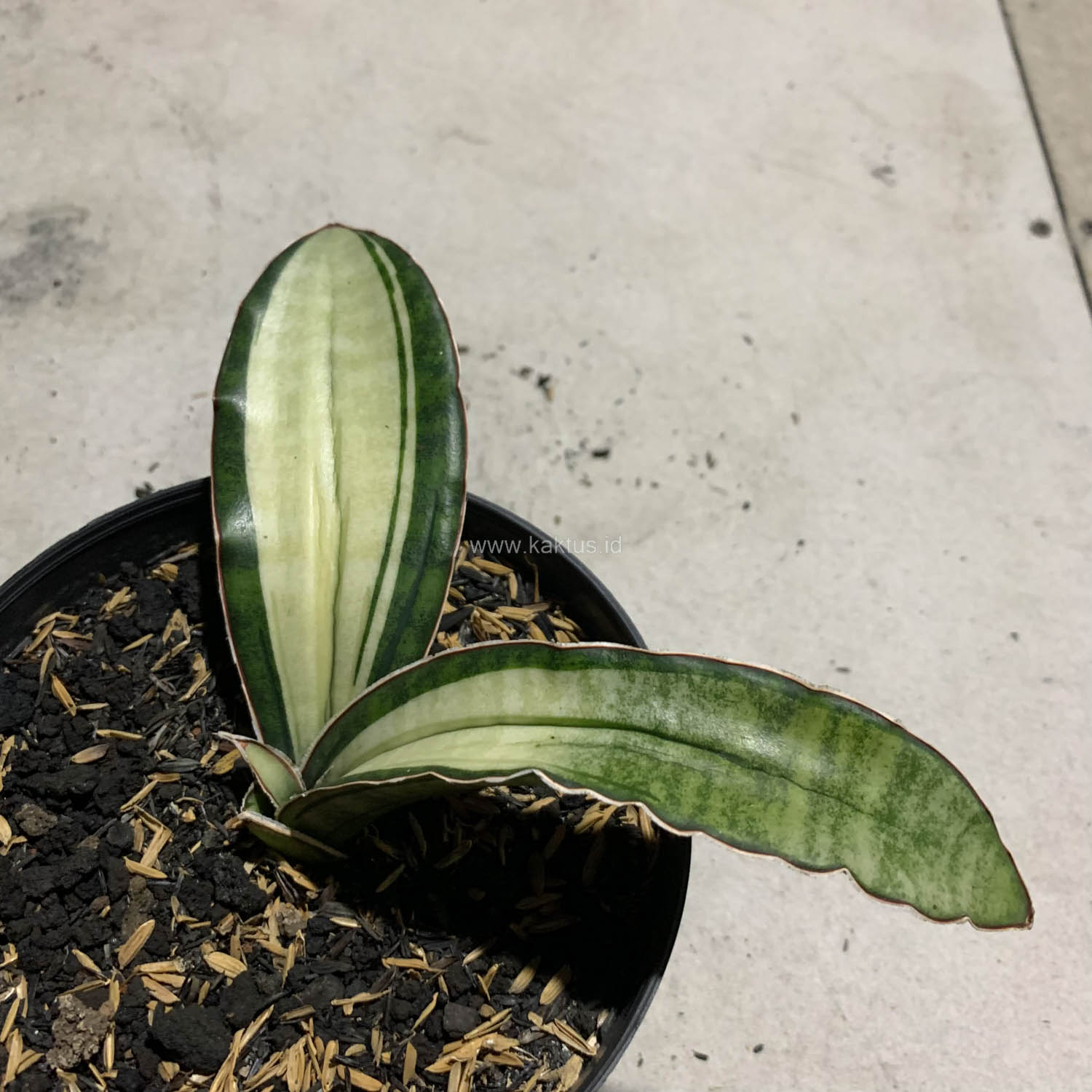 1085. Sansevieria Malawi Bat White Variegated - Image 23