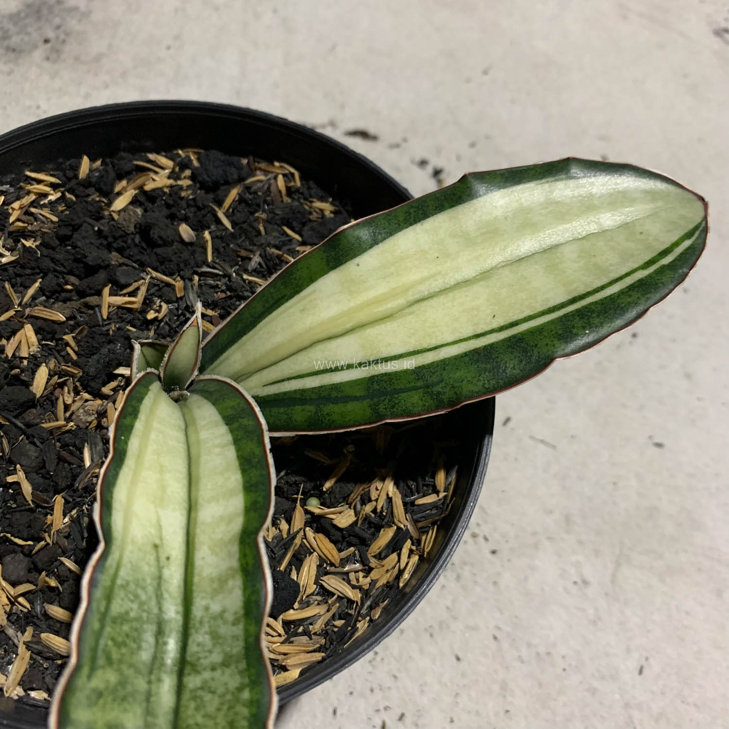 1085. Sansevieria Malawi Bat White Variegated - Image 21