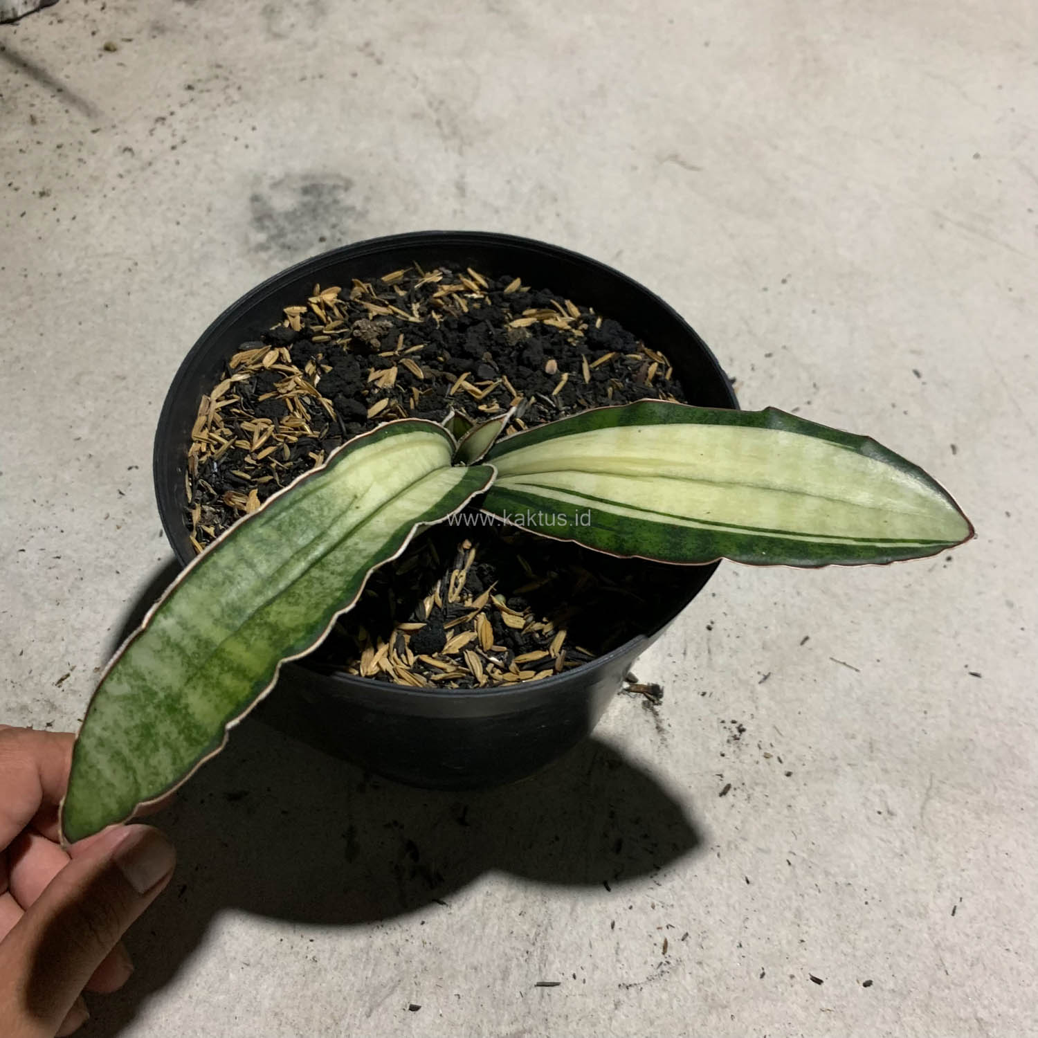 1085. Sansevieria Malawi Bat White Variegated - Image 20