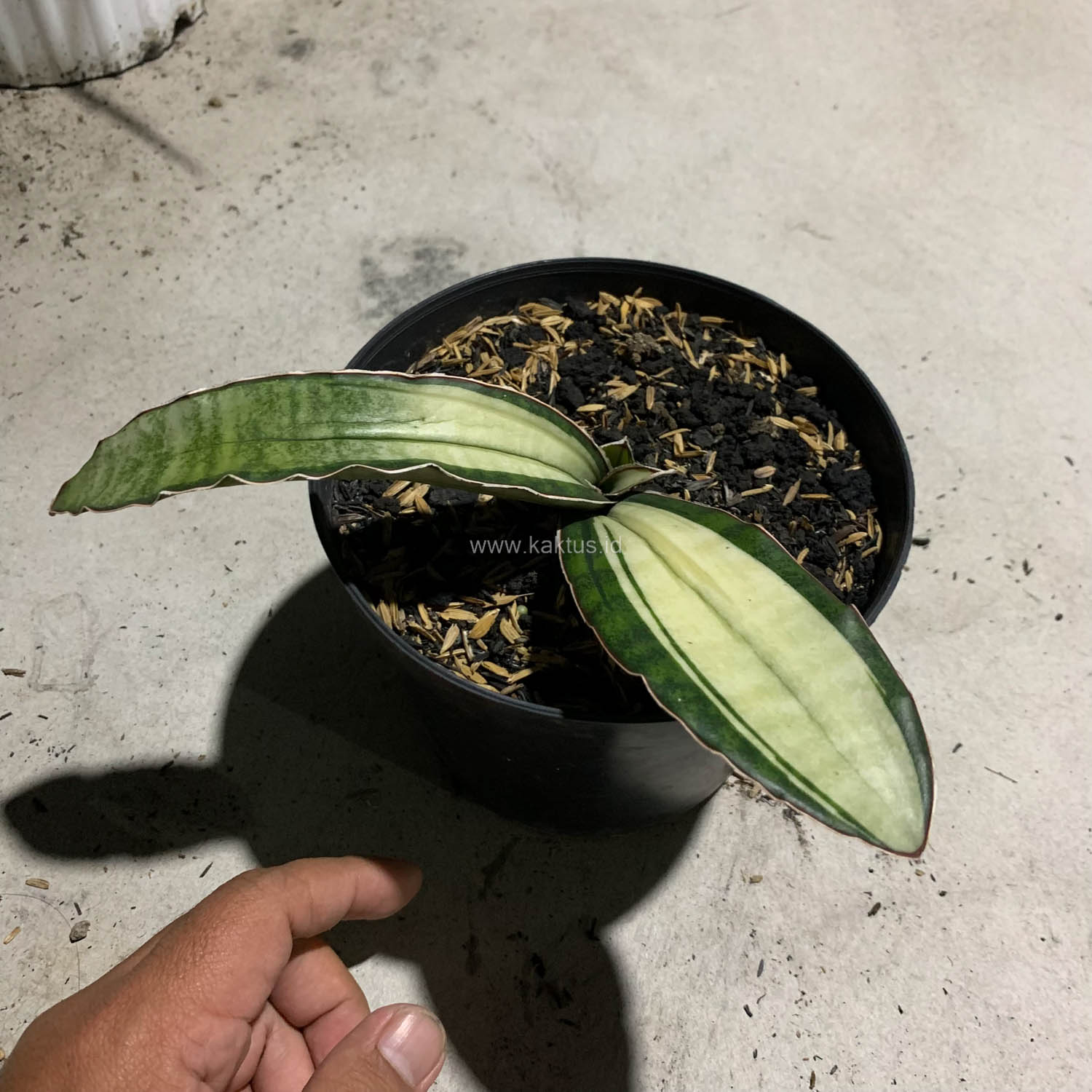 1085. Sansevieria Malawi Bat White Variegated - Image 17