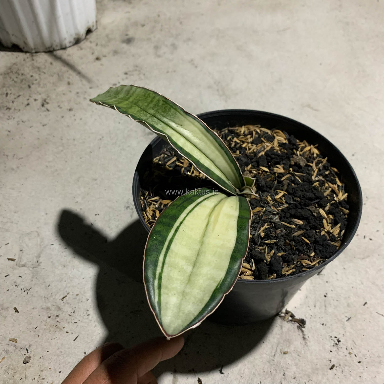 1085. Sansevieria Malawi Bat White Variegated - Image 14