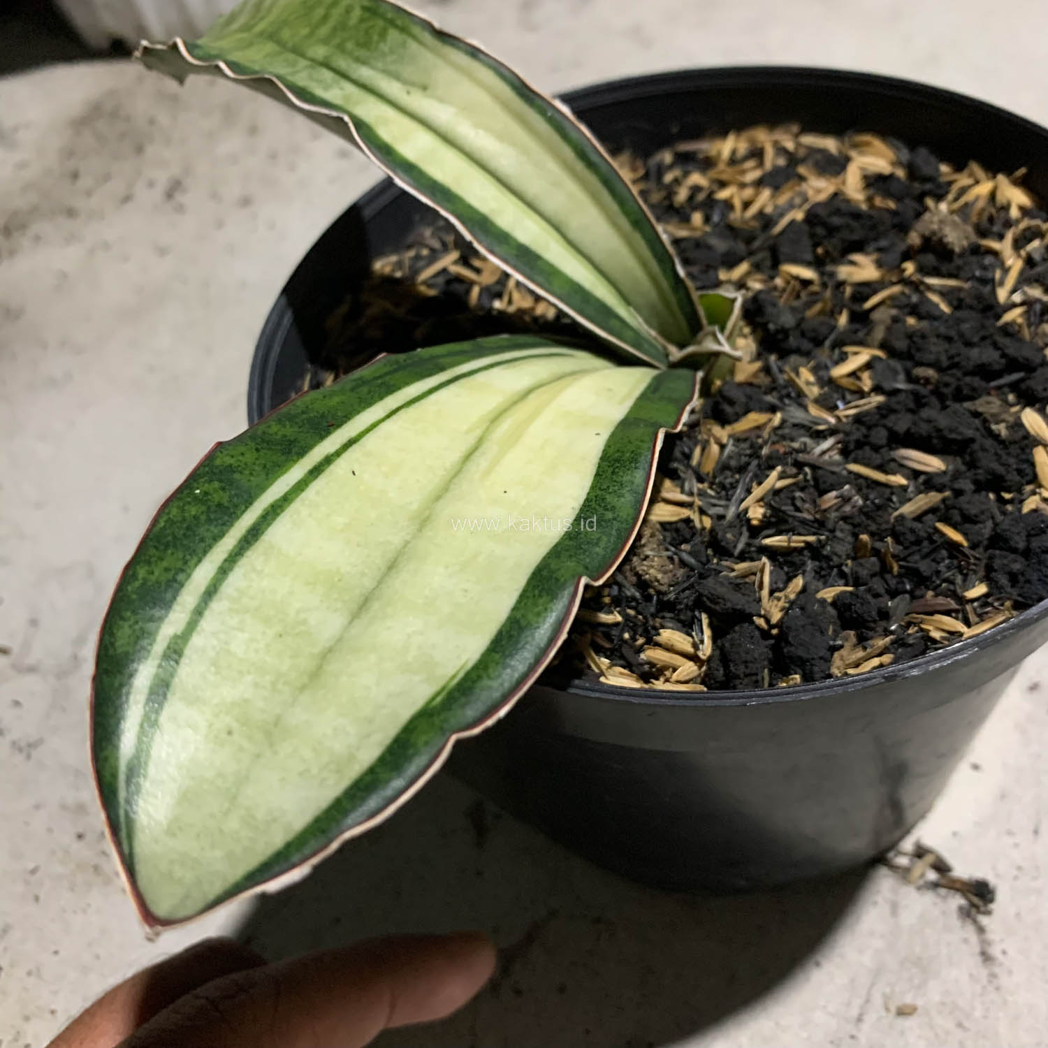 1085. Sansevieria Malawi Bat White Variegated - Image 10