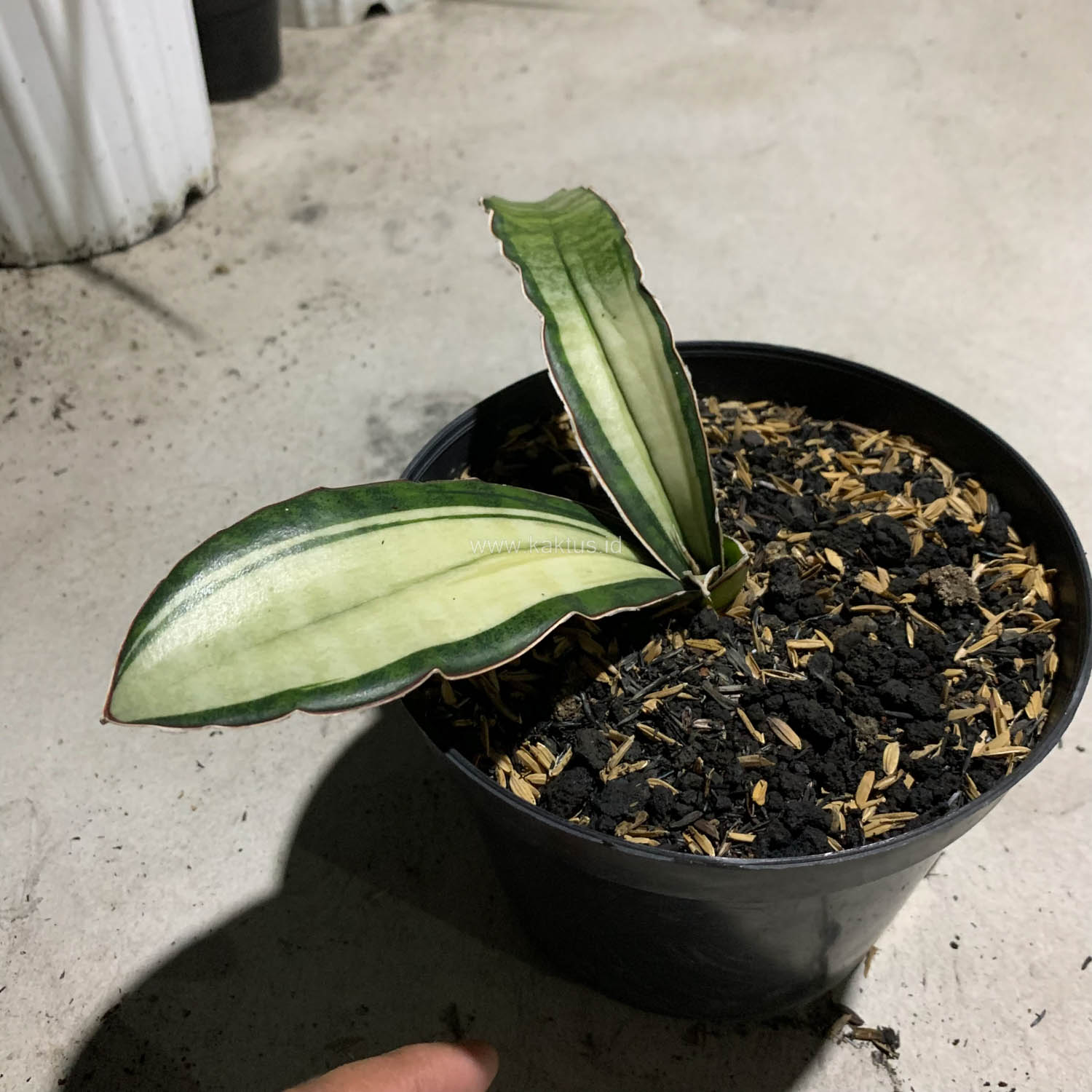 1085. Sansevieria Malawi Bat White Variegated - Image 5