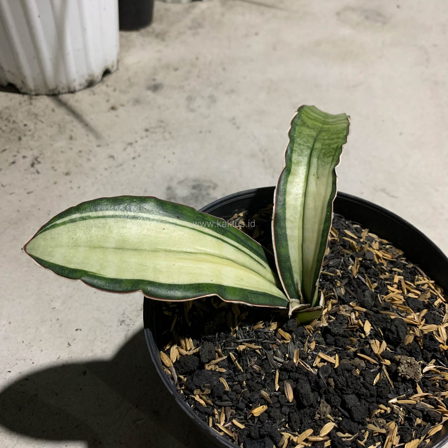 1085. Sansevieria Malawi Bat White Variegated - Image 3