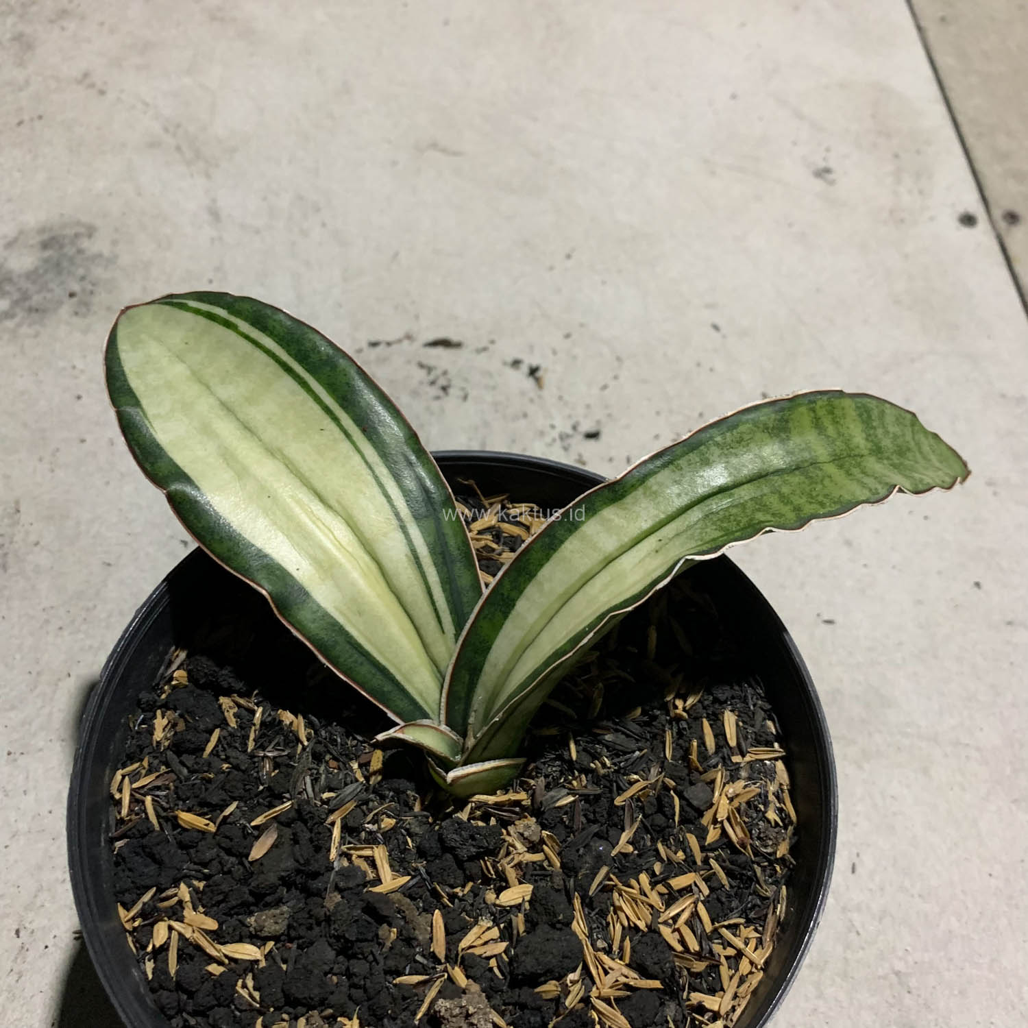 1085. Sansevieria Malawi Bat White Variegated - Image 24