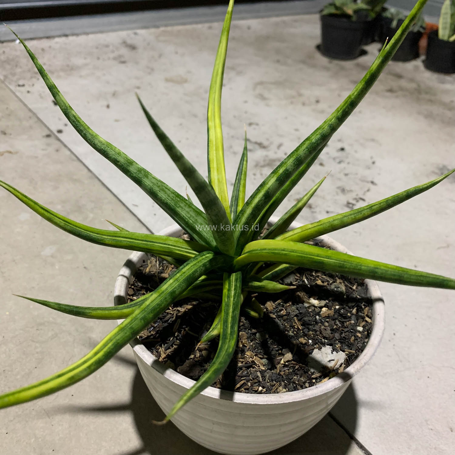1087. Sansevieria Bunlo Torch Variegated - Image 9