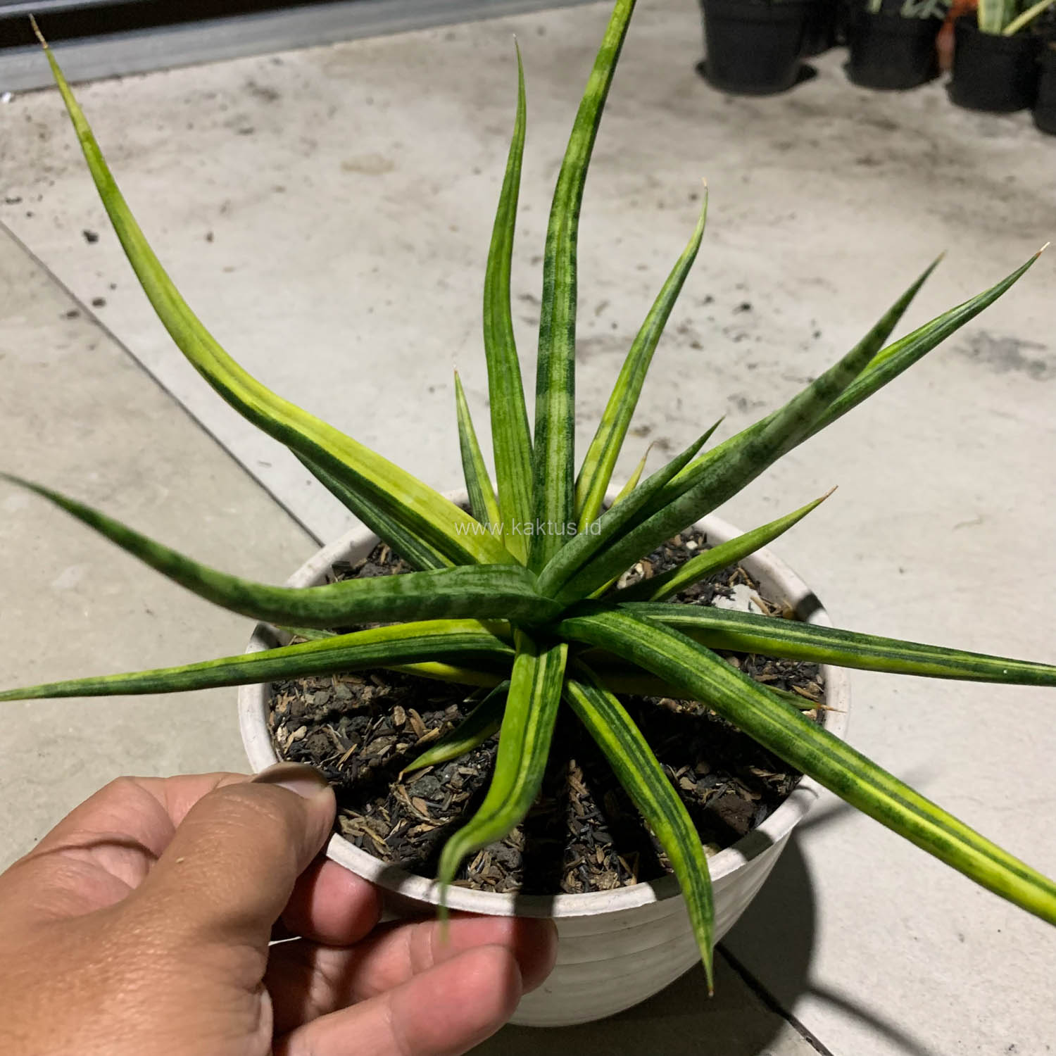 1087. Sansevieria Bunlo Torch Variegated - Image 8