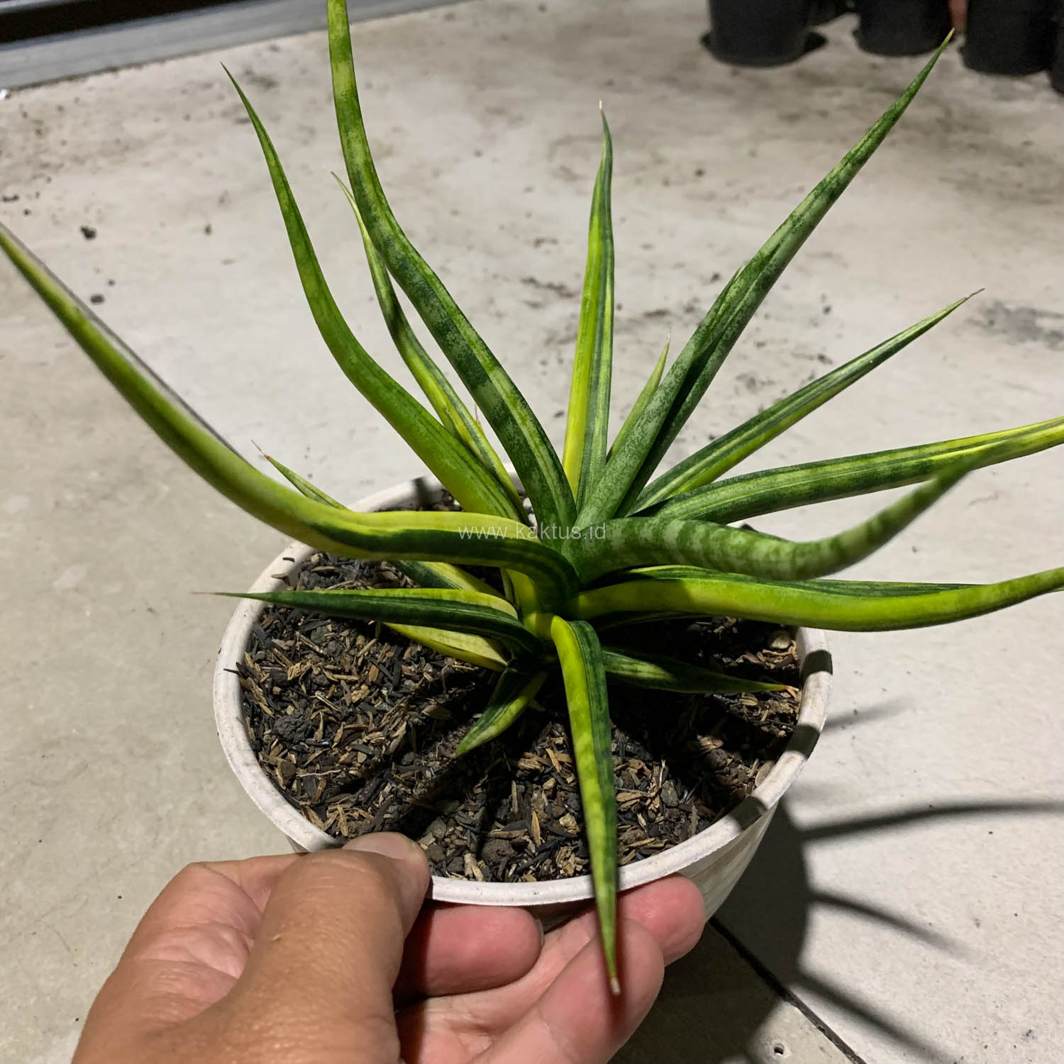 1087. Sansevieria Bunlo Torch Variegated - Image 7