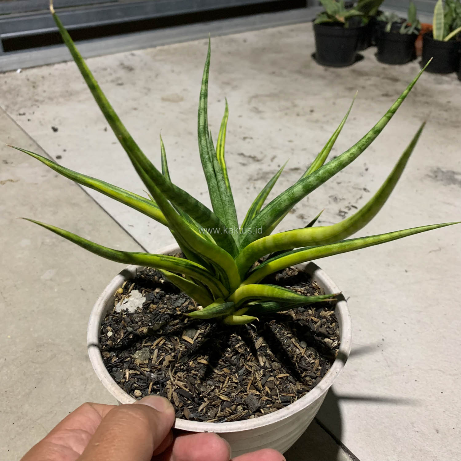 1087. Sansevieria Bunlo Torch Variegated - Image 6