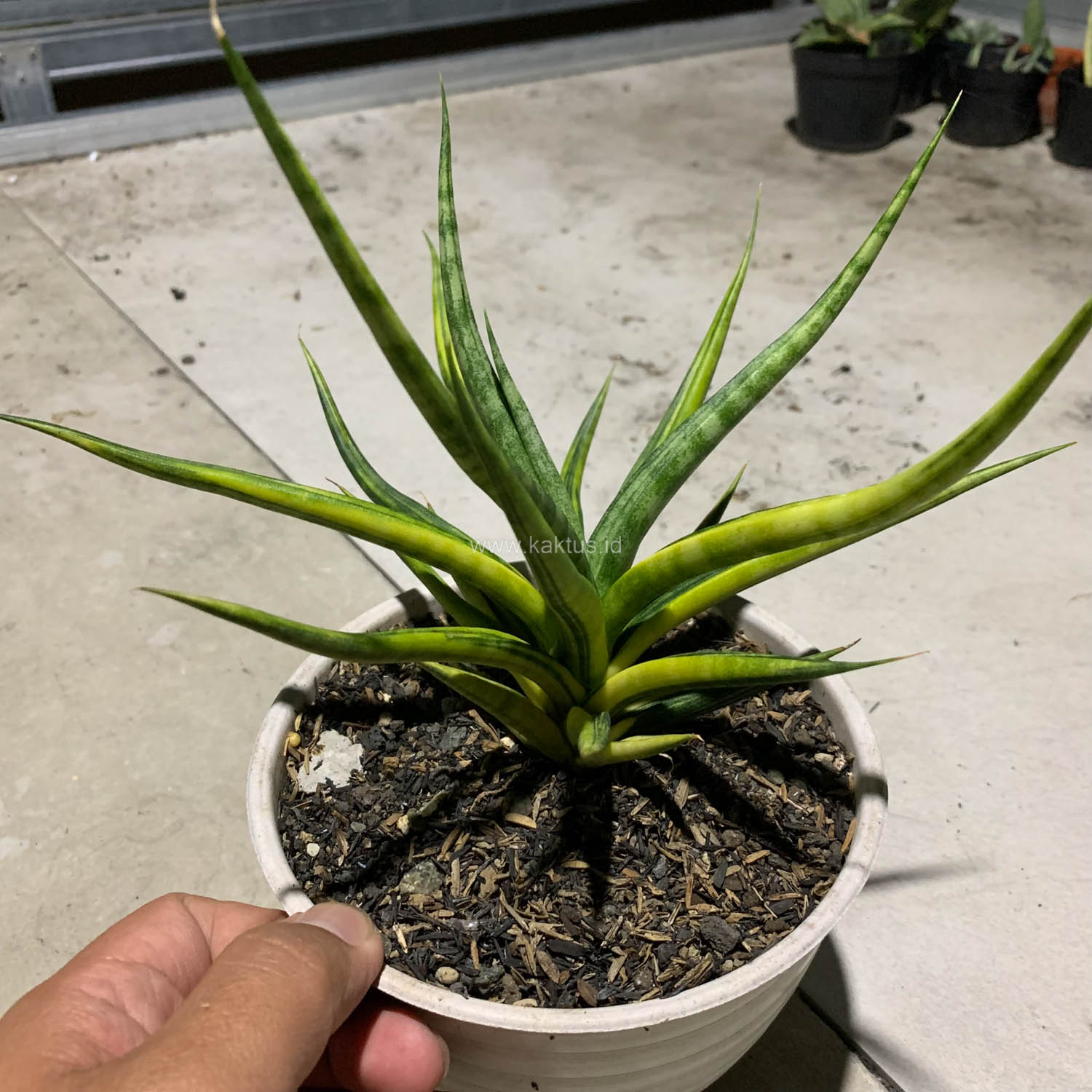 1087. Sansevieria Bunlo Torch Variegated - Image 5