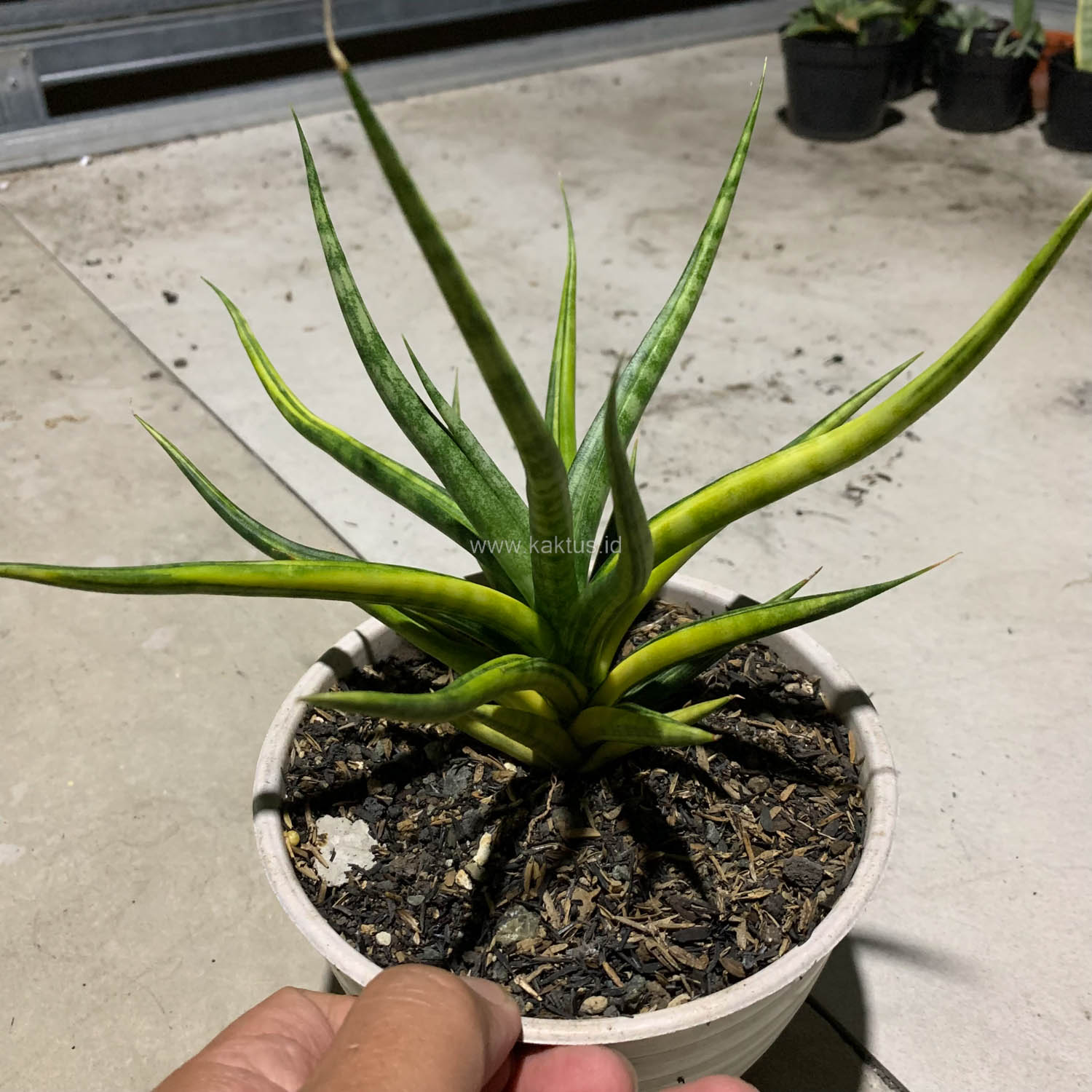 1087. Sansevieria Bunlo Torch Variegated - Image 4