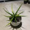 1087. Sansevieria Bunlo Torch Variegated