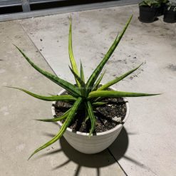 1087. Sansevieria Bunlo Torch Variegated