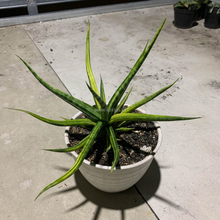 1087. Sansevieria Bunlo Torch Variegated