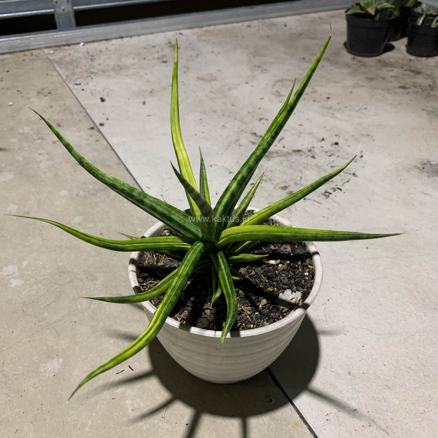 1087. Sansevieria Bunlo Torch Variegated