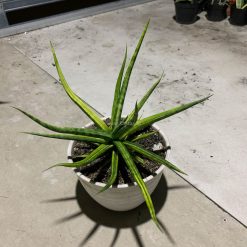 Alternative view of 1087. Sansevieria Bunlo Torch Variegated