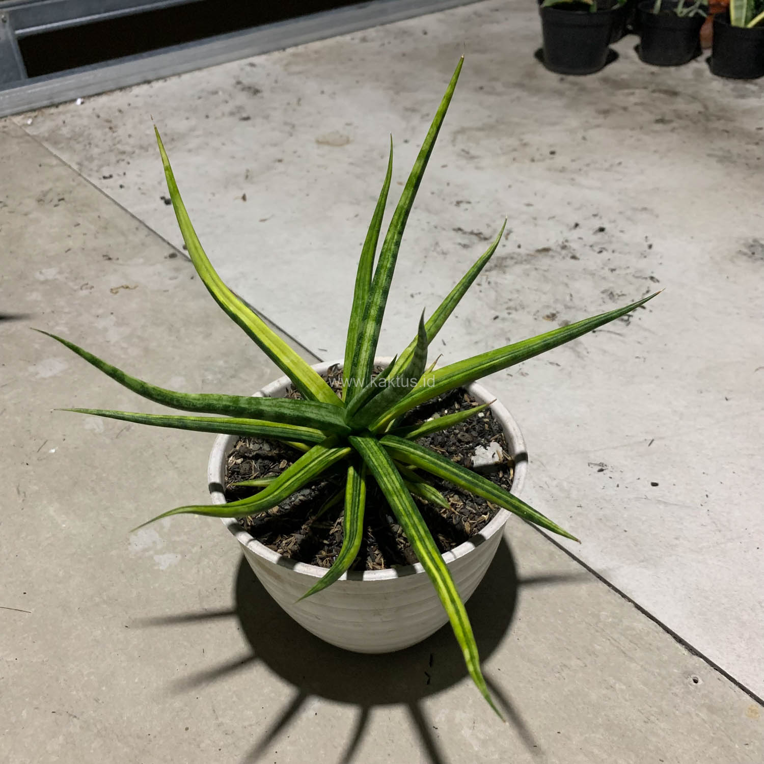 1087. Sansevieria Bunlo Torch Variegated - Image 2