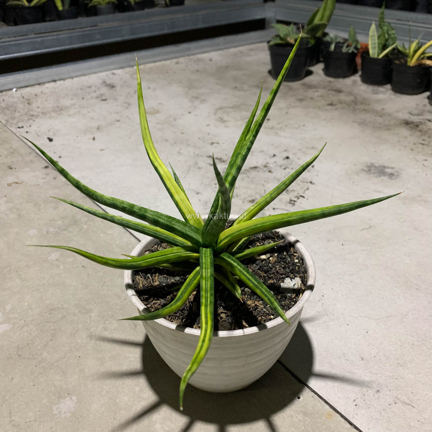 1087. Sansevieria Bunlo Torch Variegated - Image 10
