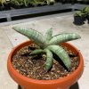 1089. Sansevieria Eilensis Size 18 Cm