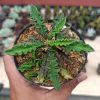 109. Euphorbia Decaryi Var. Spirosticha