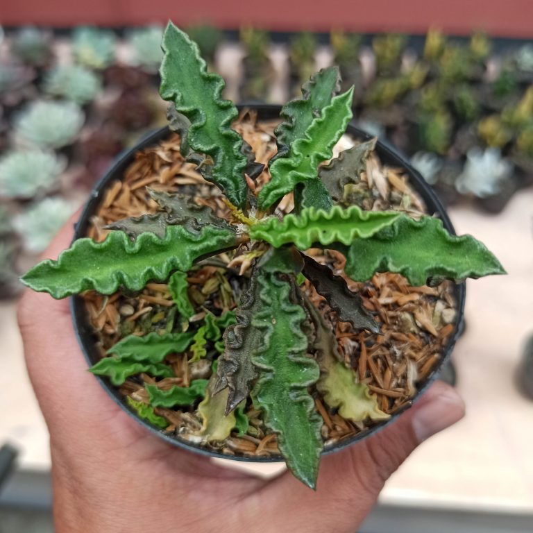 109. Euphorbia Decaryi Var. Spirosticha