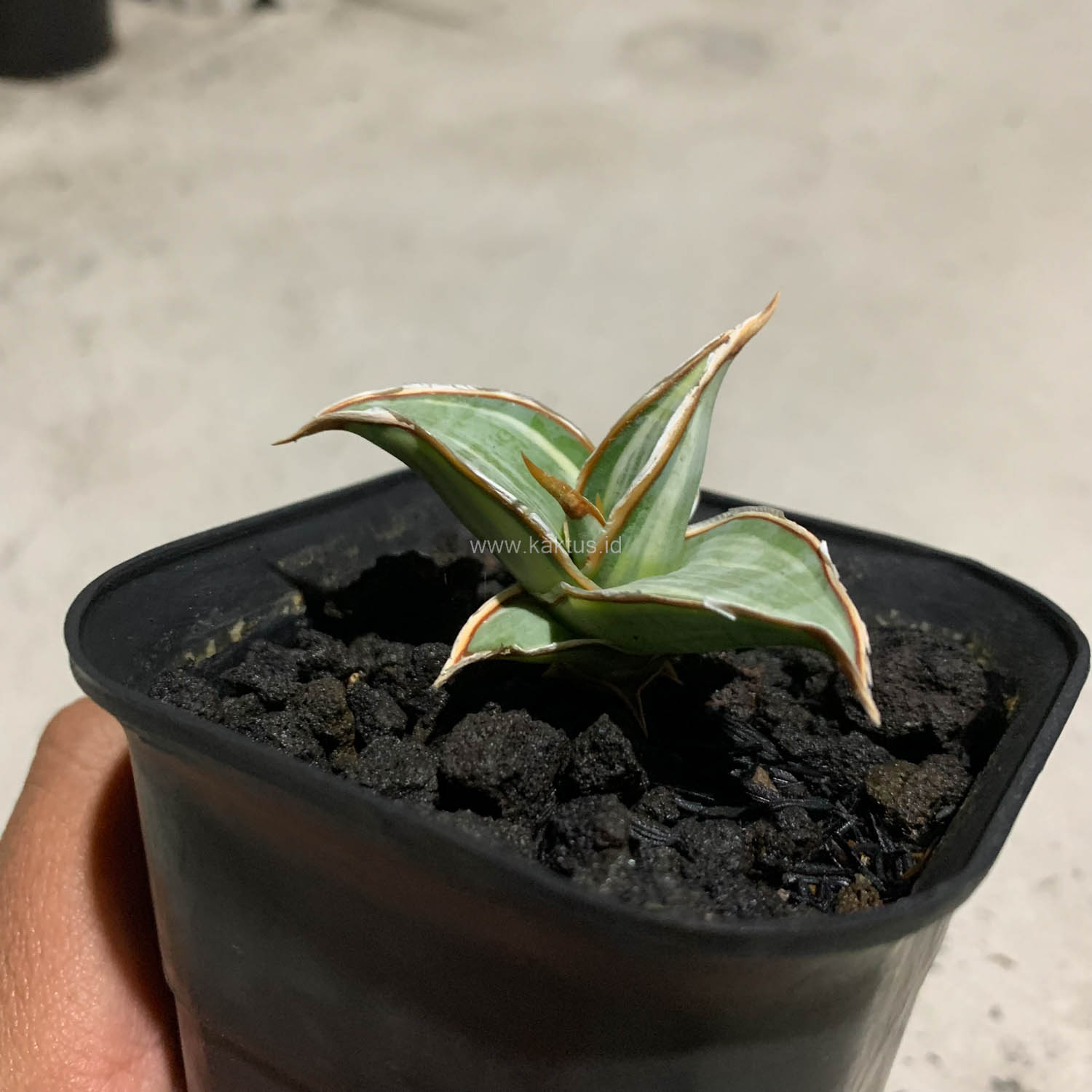 1090. Sansevieria Pinguicula White Variegated - Image 7