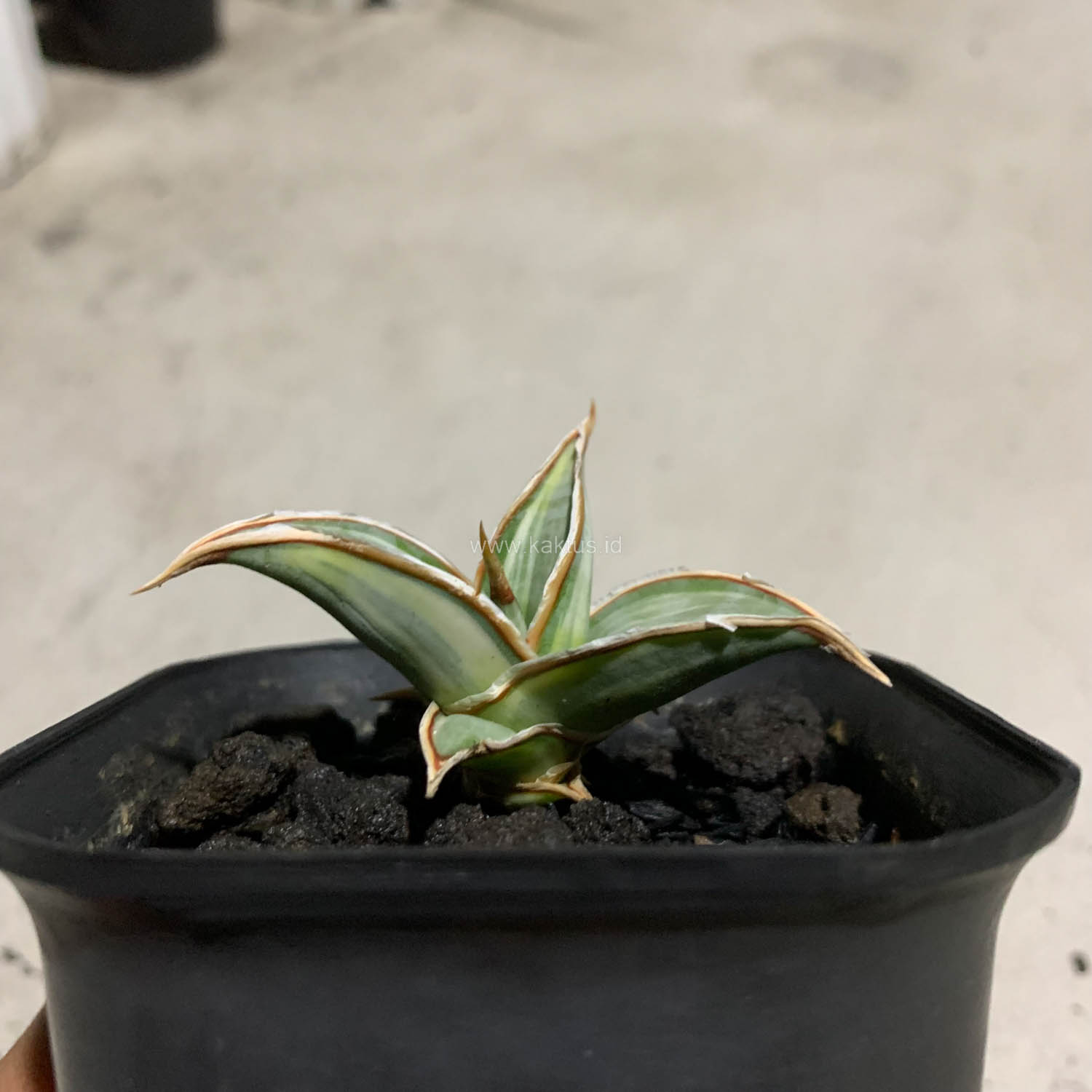 1090. Sansevieria Pinguicula White Variegated - Image 6