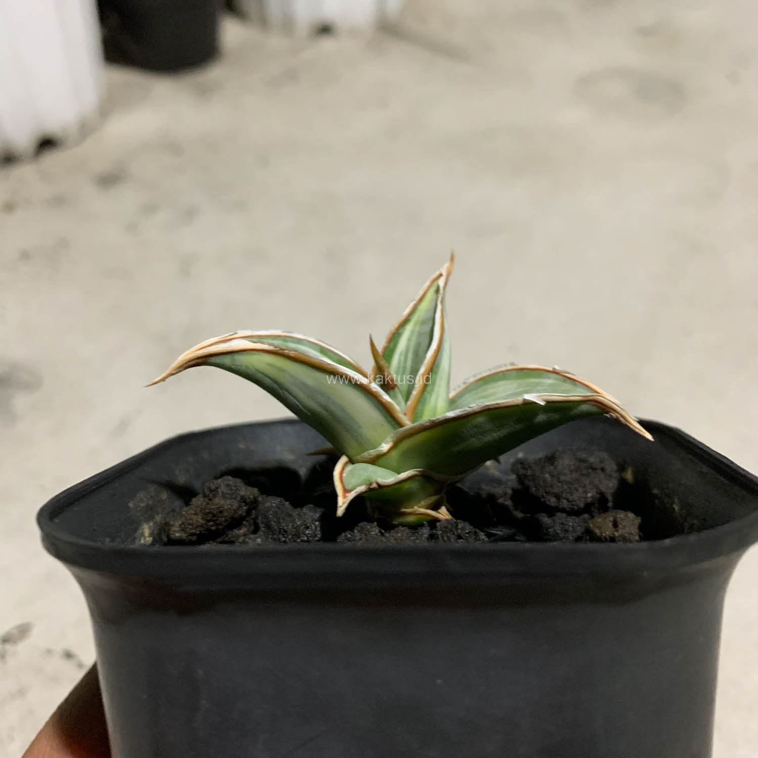 1090. Sansevieria Pinguicula White Variegated - Image 5
