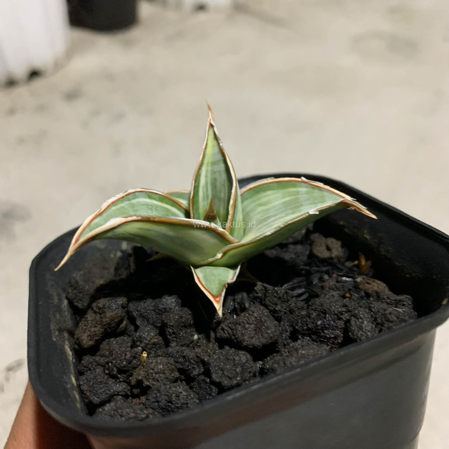 1090. Sansevieria Pinguicula White Variegated - Image 4