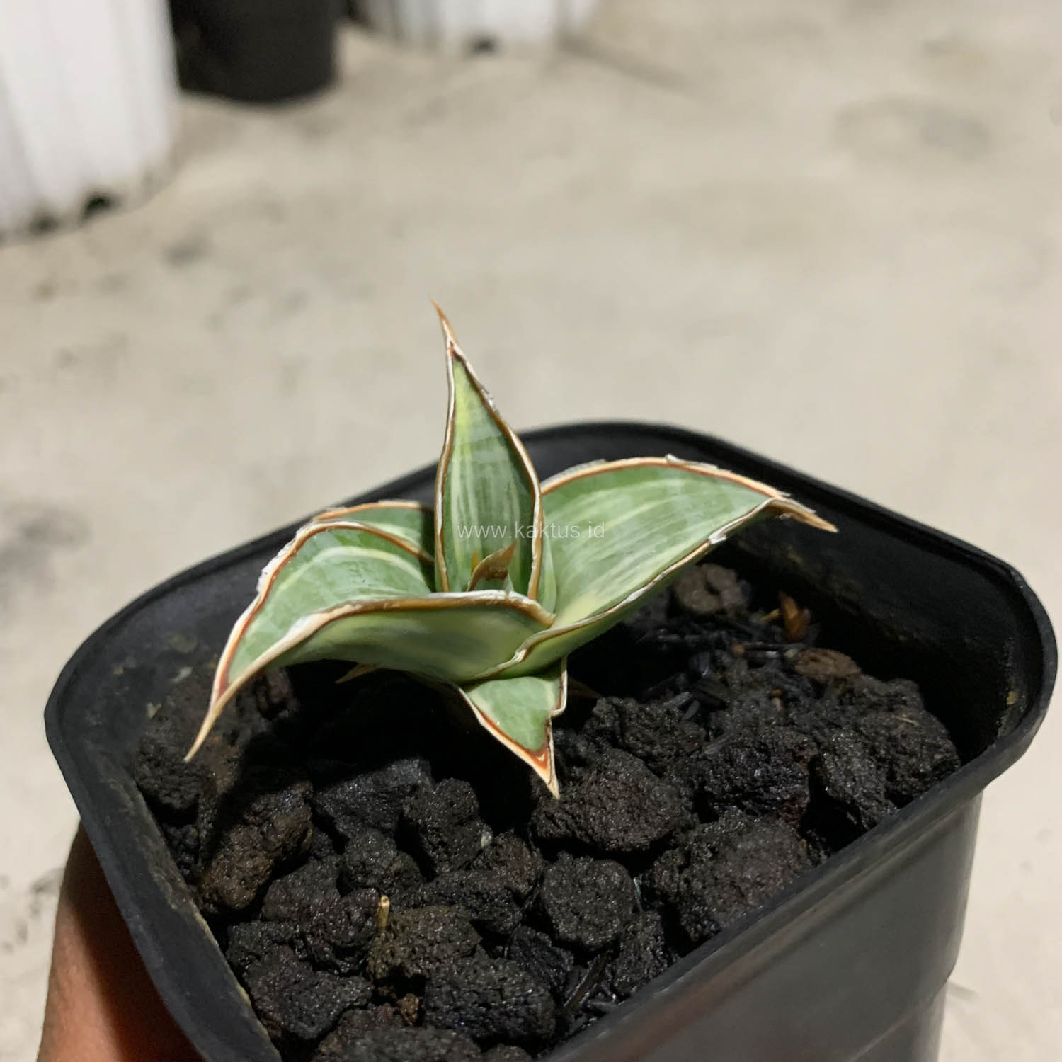 1090. Sansevieria Pinguicula White Variegated - Image 3