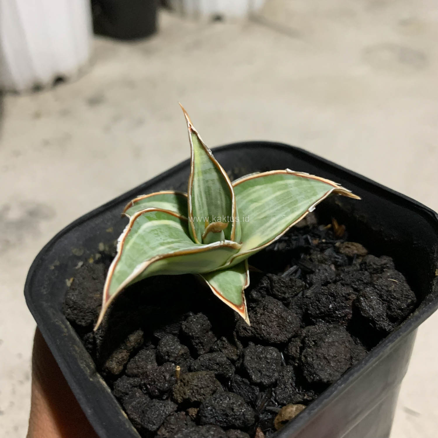 1090. Sansevieria Pinguicula White Variegated - Image 2