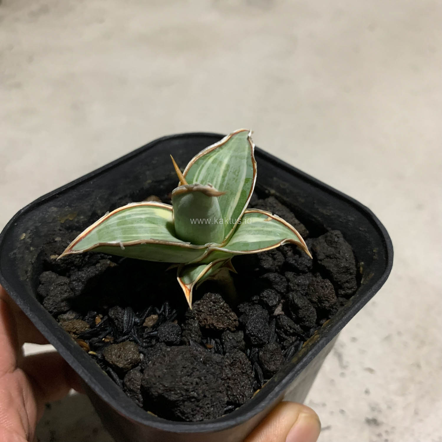1090. Sansevieria Pinguicula White Variegated - Image 13