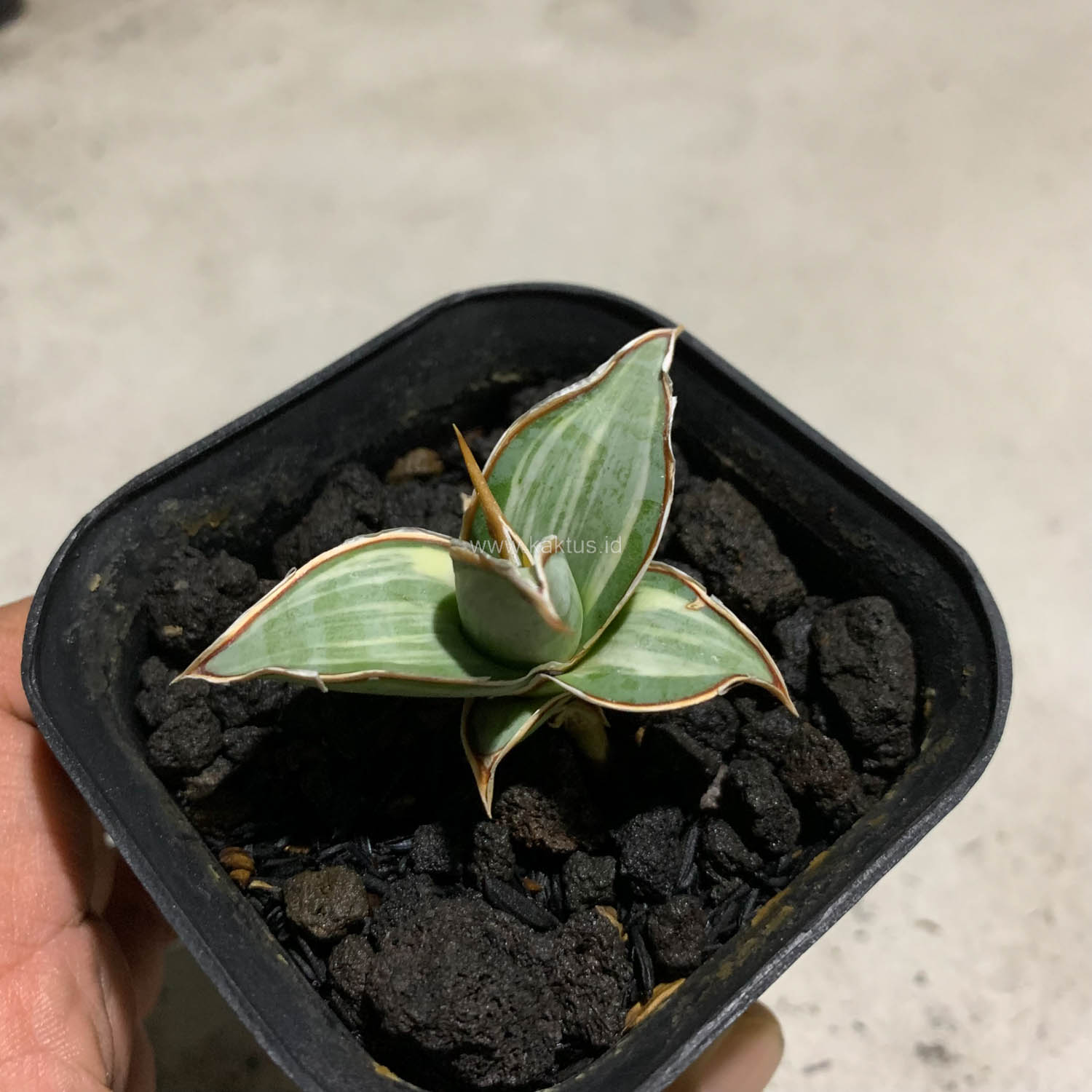 1090. Sansevieria Pinguicula White Variegated - Image 12