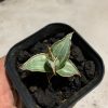 1090. Sansevieria Pinguicula White Variegated