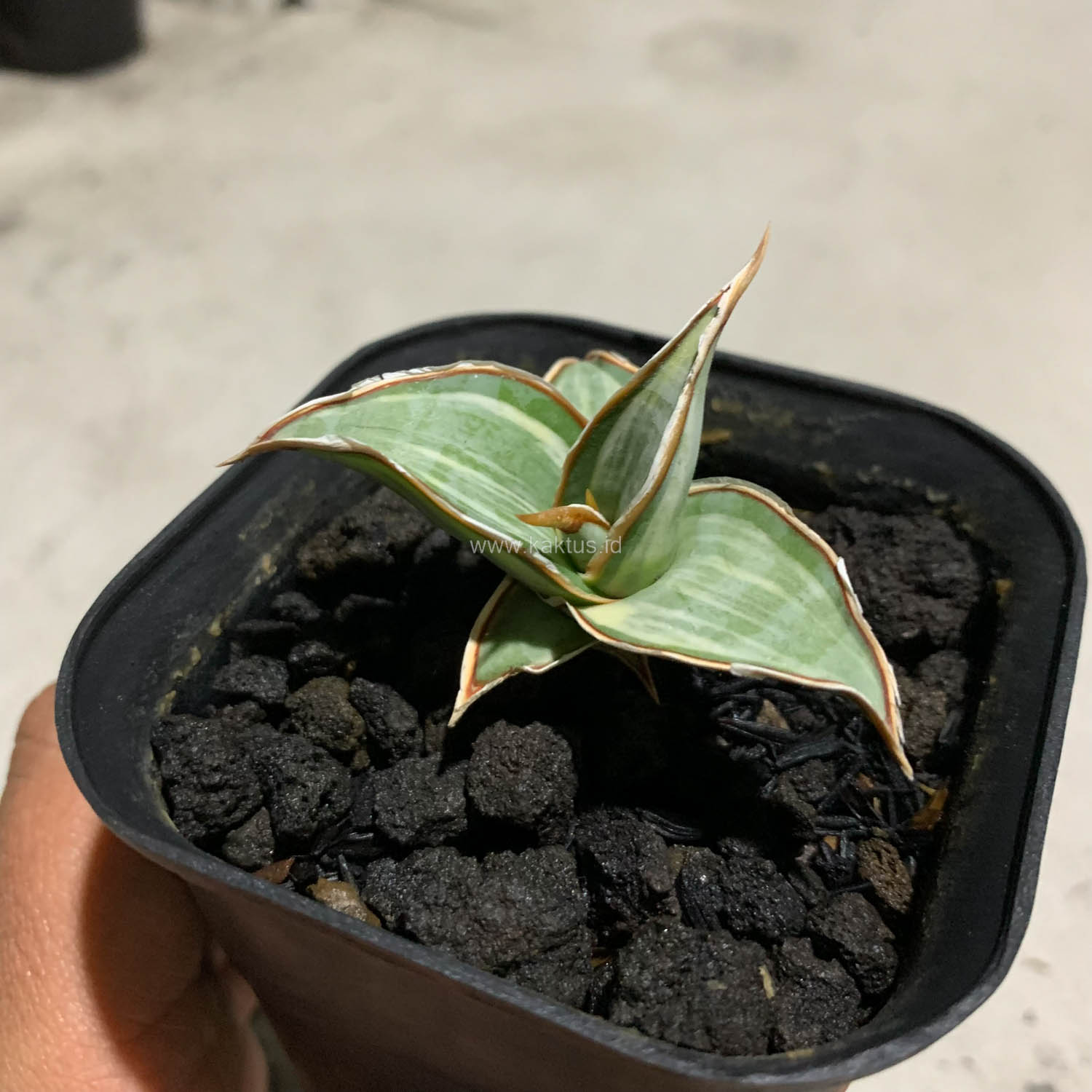 1090. Sansevieria Pinguicula White Variegated - Image 8