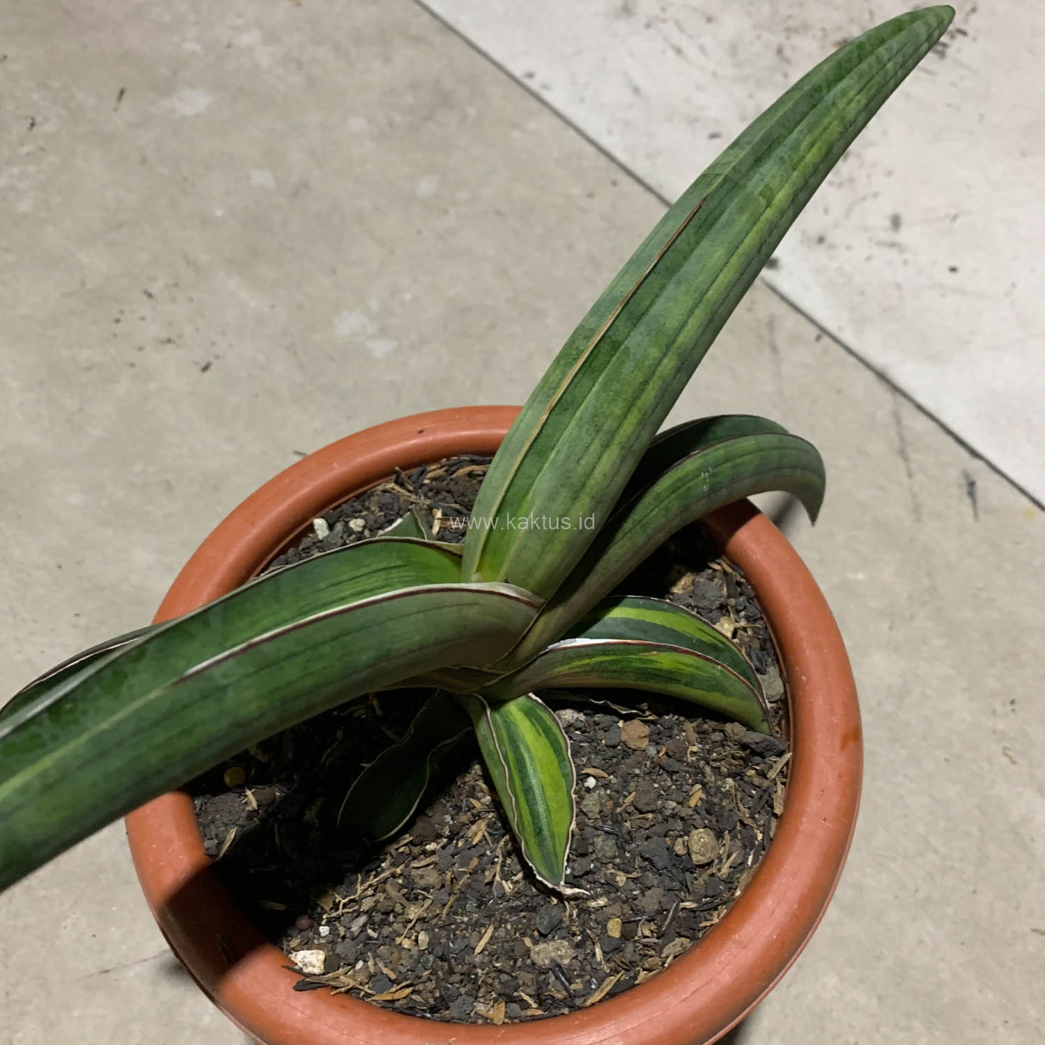 1092. Sansevieria Pfisteri Variegated - Image 2