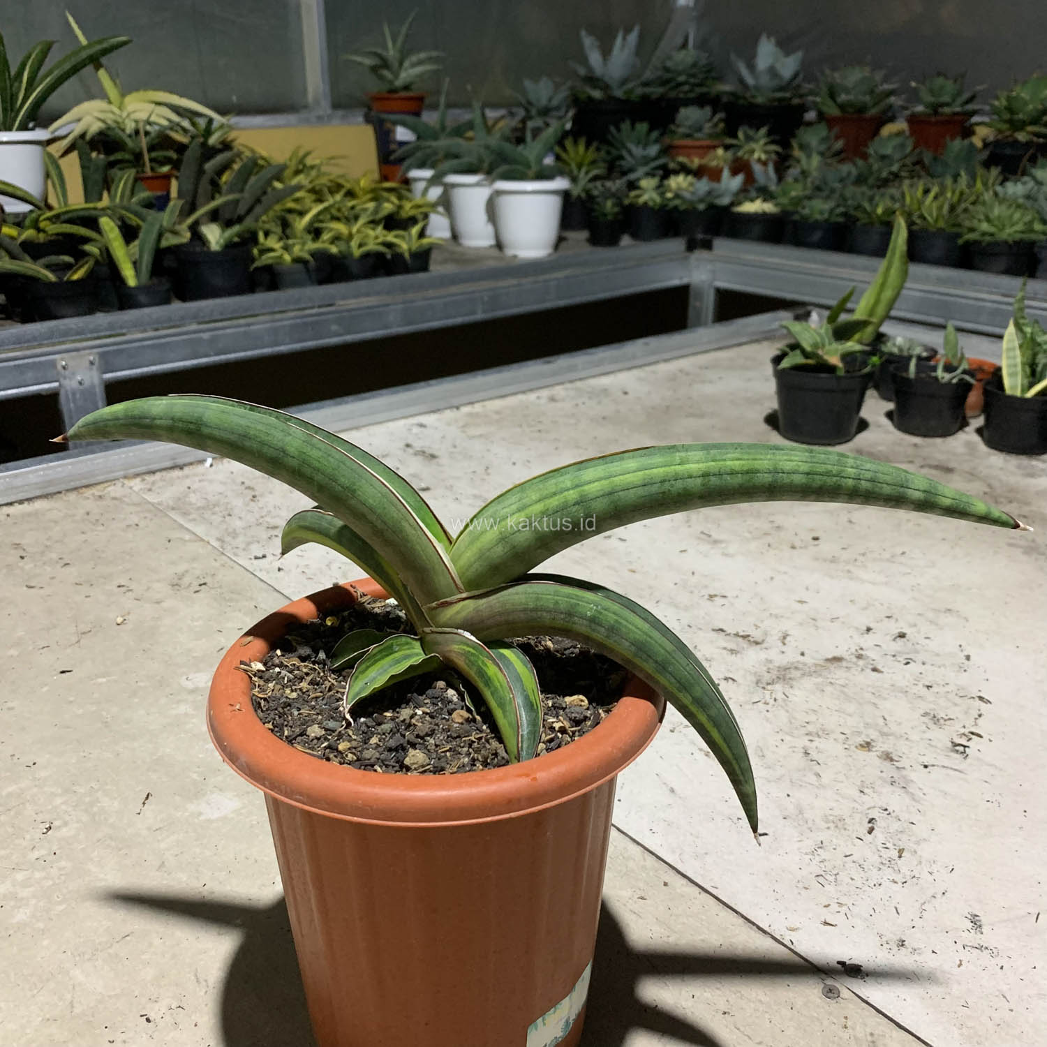 1092. Sansevieria Pfisteri Variegated - Image 10