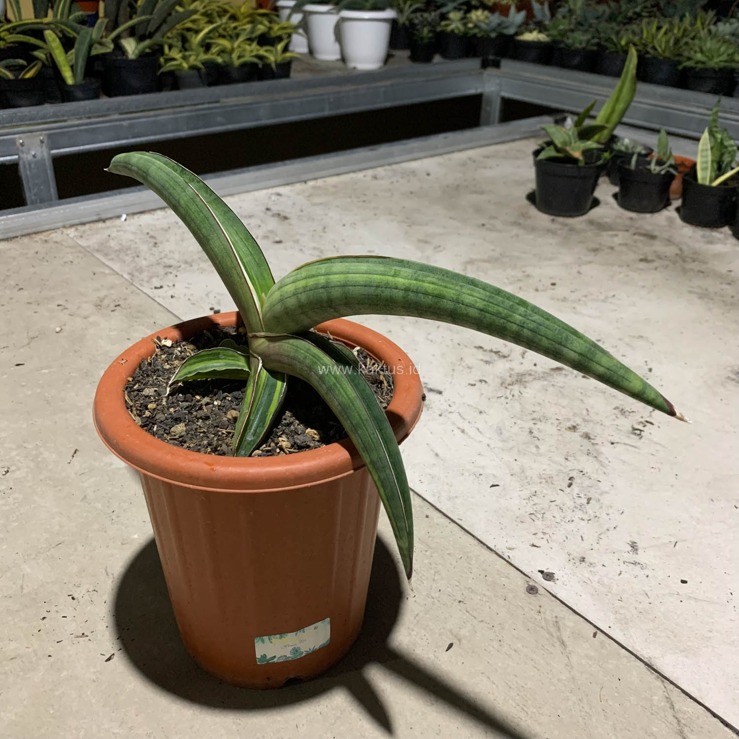1092. Sansevieria Pfisteri Variegated - Image 9