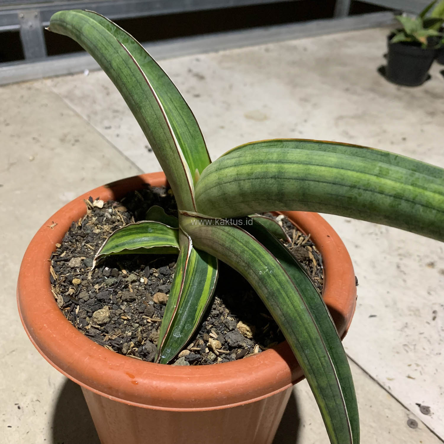 1092. Sansevieria Pfisteri Variegated - Image 8