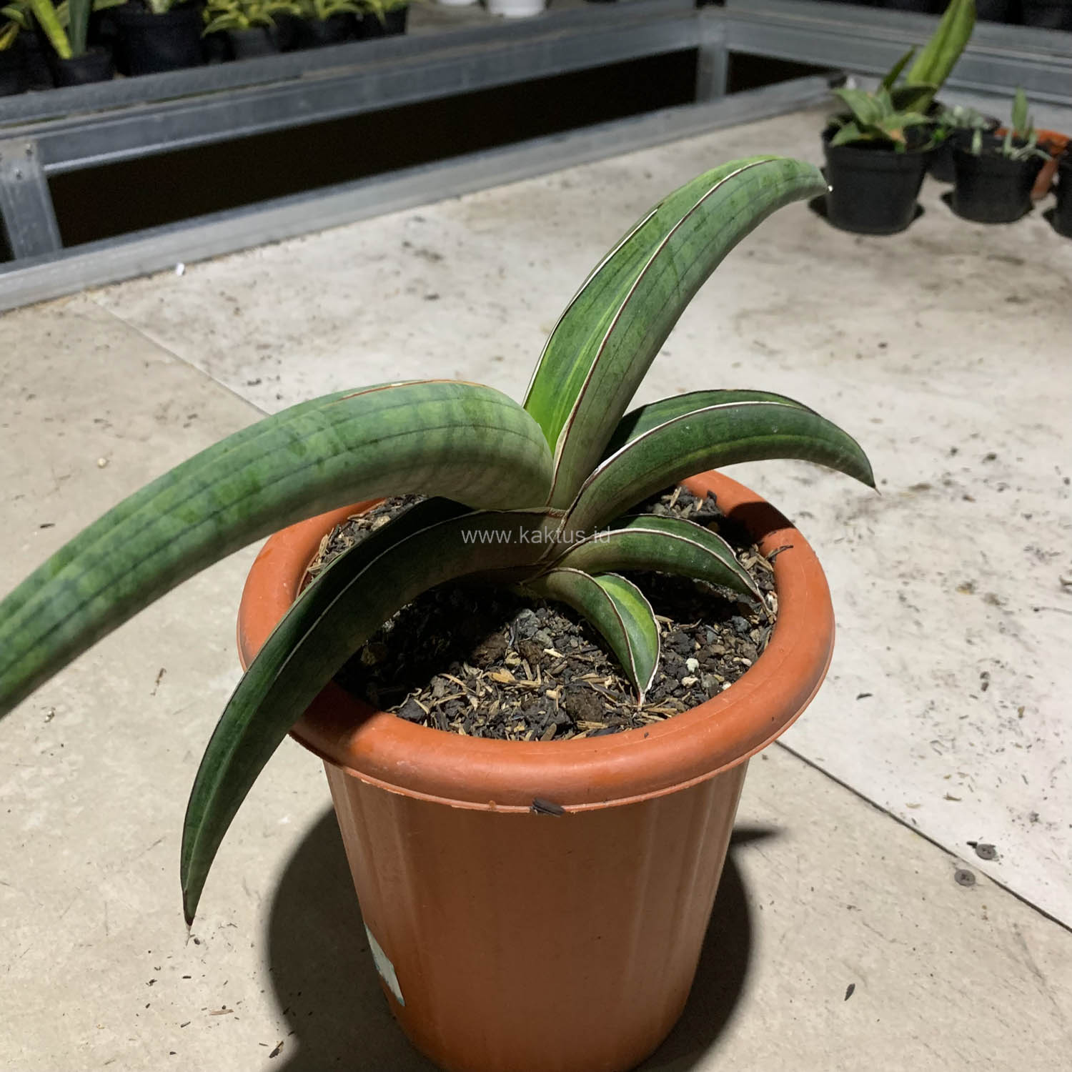 1092. Sansevieria Pfisteri Variegated - Image 7