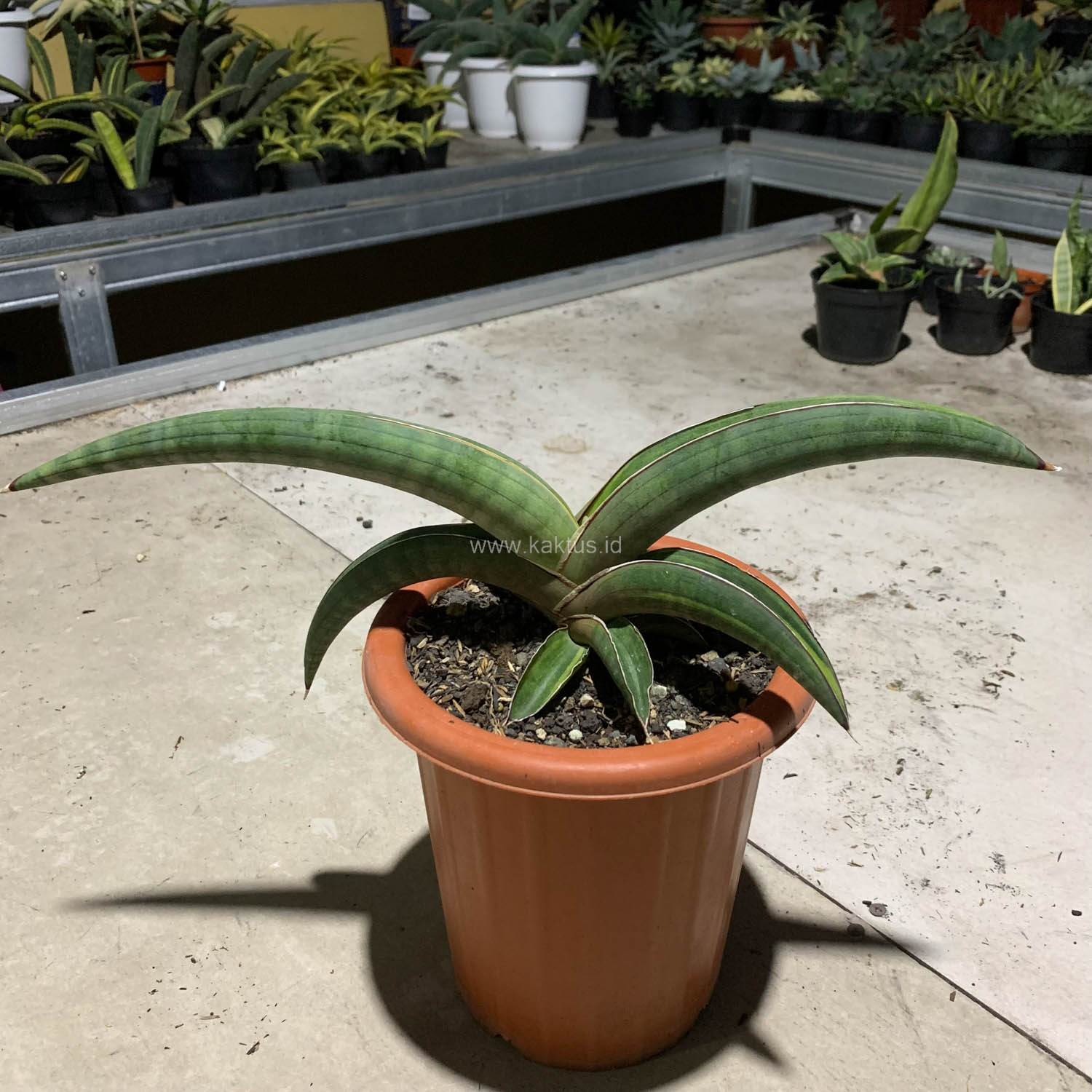 1092. Sansevieria Pfisteri Variegated - Image 6