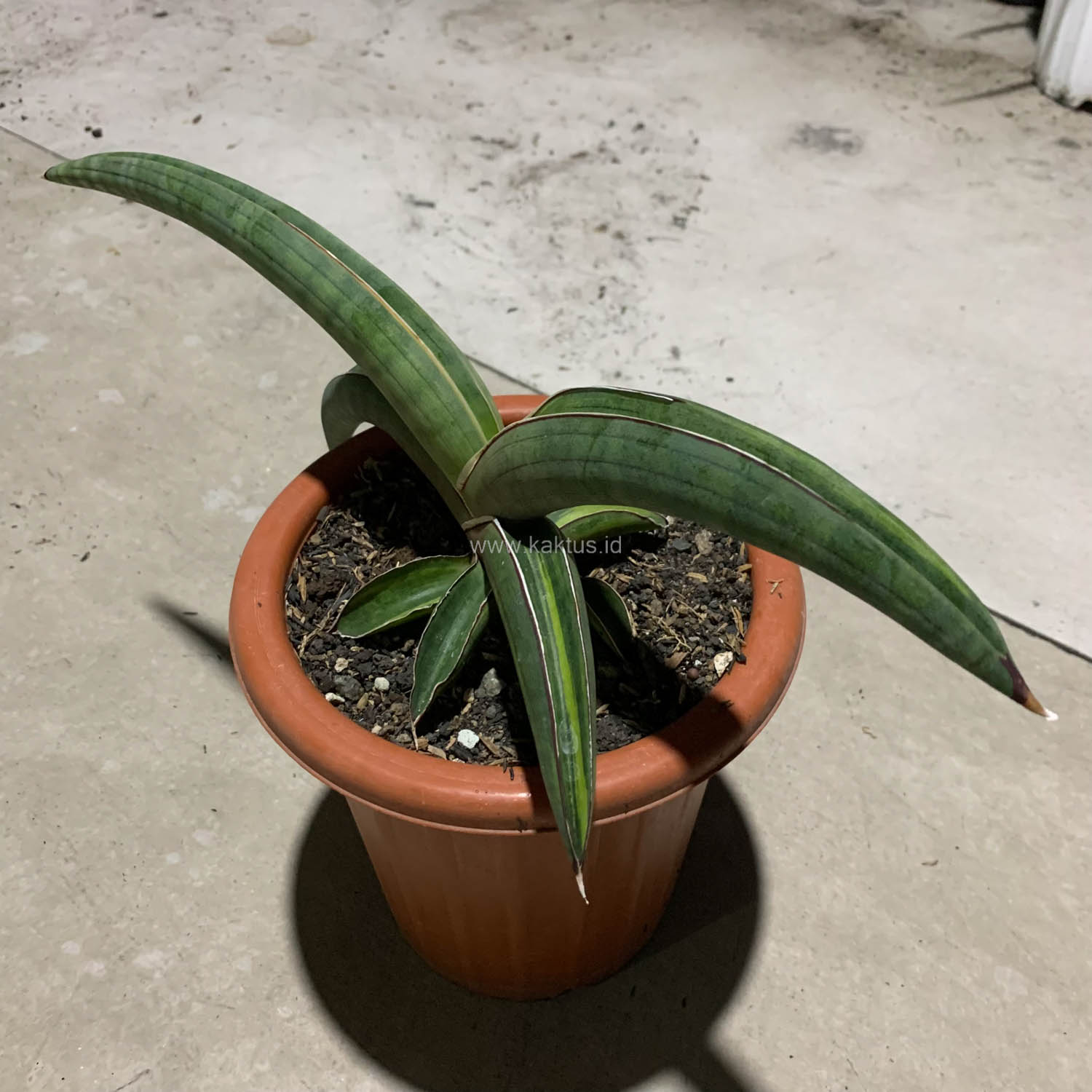 1092. Sansevieria Pfisteri Variegated - Image 5
