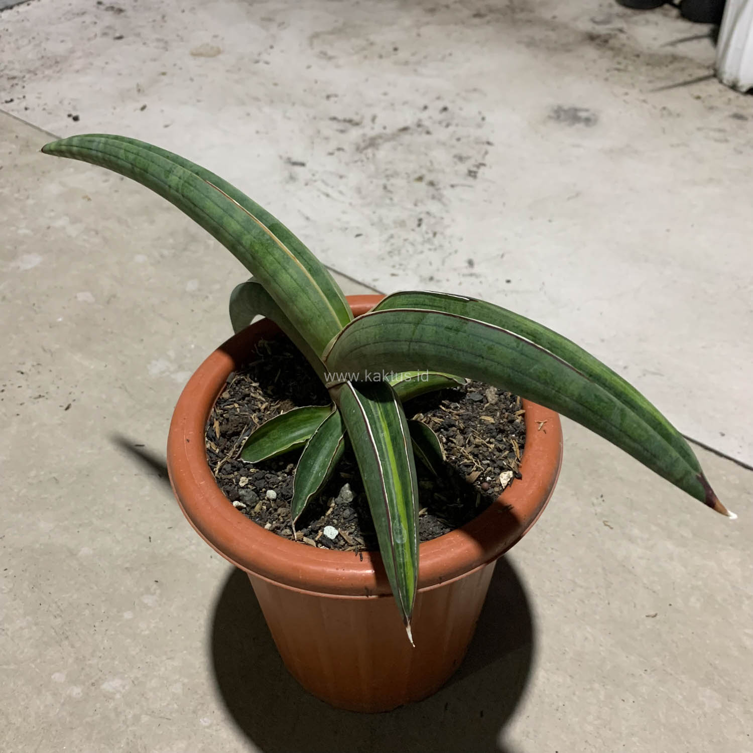 1092. Sansevieria Pfisteri Variegated - Image 4