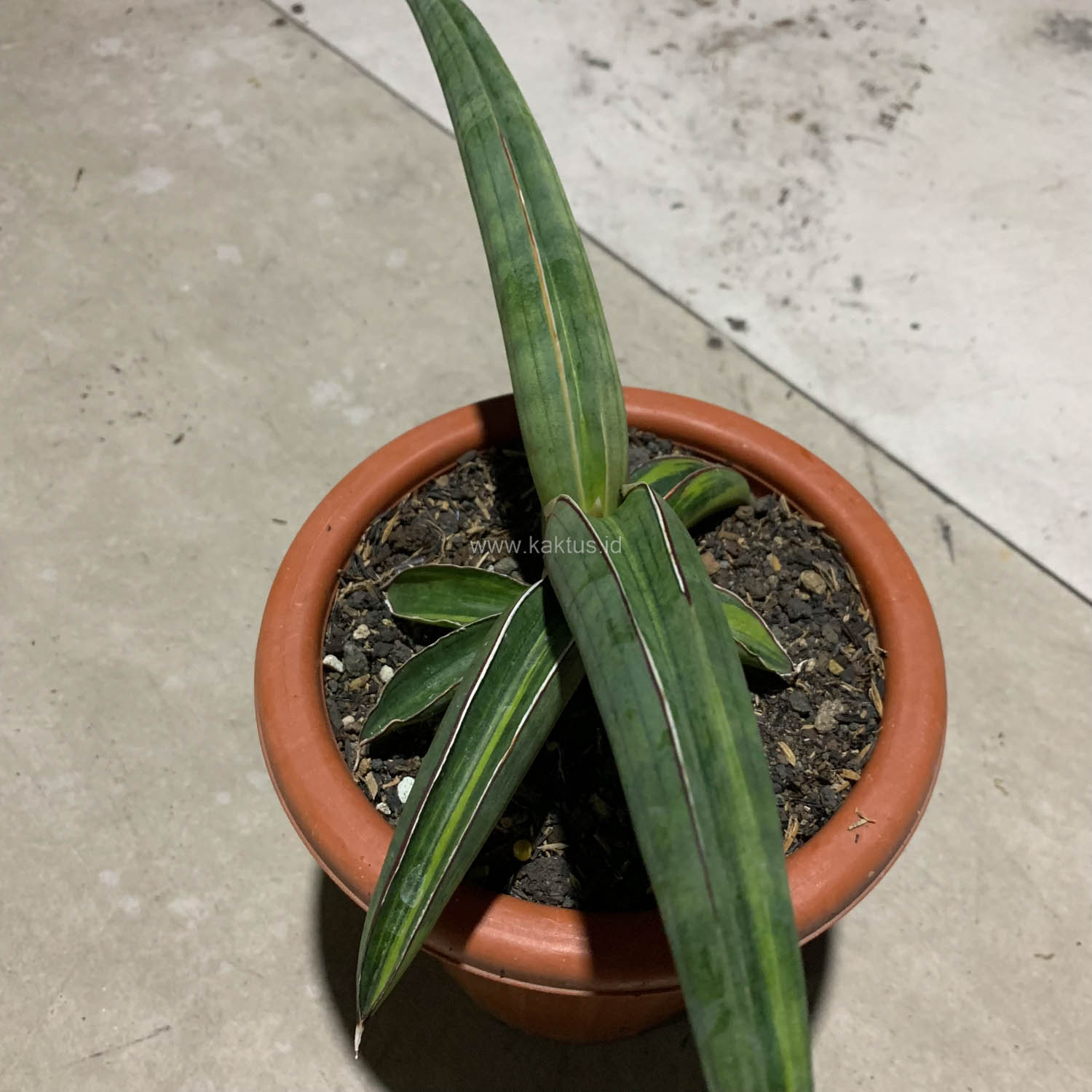 1092. Sansevieria Pfisteri Variegated - Image 3