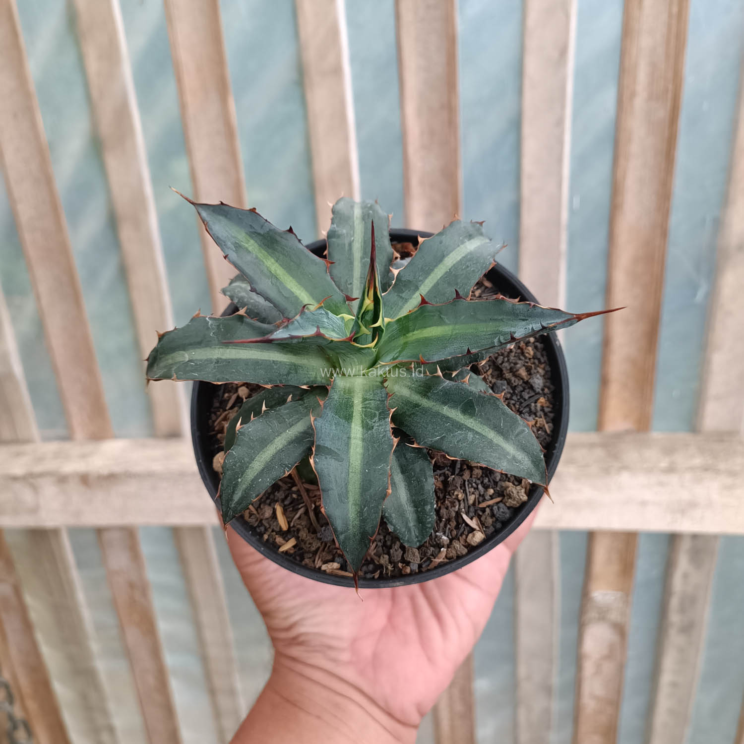 1093. Agave Lophantha Splendida - Image 8