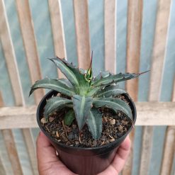 Alternative view of 1093. Agave Lophantha Splendida
