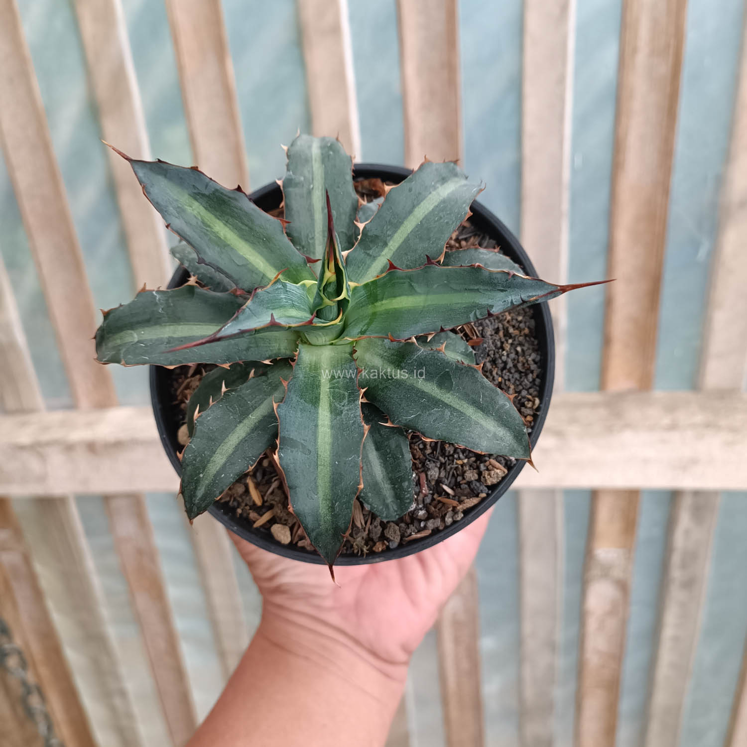 1093. Agave Lophantha Splendida - Image 7