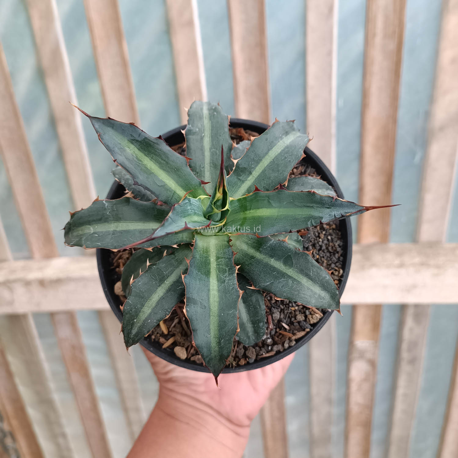 1093. Agave Lophantha Splendida - Image 6